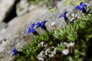 Schusternagel -Gentiana verna * 2264 x 1503 * (461KB)